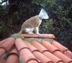 collerette toit J'ai installé une antenne chatellite