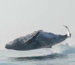 eau Une baleine à bosse saute complètement hors de l'eau (Afrique du Sud)