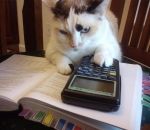calculatrice chat C'est ce que je craignais, on n’a pas les moyens de garder le chien