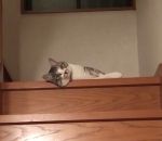 flemme chat Un chat liquide descend un escalier