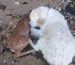 aide Un chien sauve un faon de la noyade (Long Island)