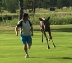 golfeur golf attaque Un golfeur poursuivi par un élan
