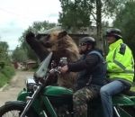 patte side-car Ours dans un side-car (Russie)