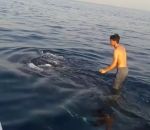 baleine requin-baleine Un pêcheur marche sur le dos d'une baleine (Golfe persique)