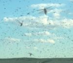 nuage Traverser un essaim de criquets en voiture (Kazakhstan)