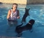 chien saut bond Un yorkshire saute sur un autre chien dans une piscine