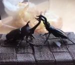 vol plane Bagarre de scarabées