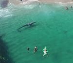 baleine nager Une baleine nage près d'une plage
