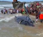 baleine echoue Des centaines de personnes aident une baleine échouée (Brésil)