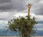 girafe Dur de jouer à cache cache pour une girafe