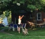 attraper Un chien attrape un frisbee (Fail)