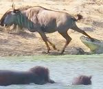 attaque charge Un hippopotame aide un gnou attaqué par un crocodile (Kruger)