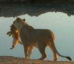 danger eau Quand un lionceau ne veut pas écouter sa mère