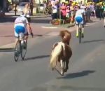 cycliste course Un poney s'incruste au Tour de Pologne 2017