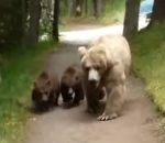 ours grizzly randonneur Un randonneur fait face à une maman grizzly et ses deux petits