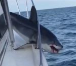 bateau requin bastingage Un requin bloqué sur un bateau