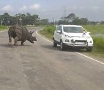 charge voiture Un rhinocéros charge les automobilistes (Inde)