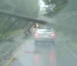 route voiture chute Un arbre tombe devant une voiture qui roule