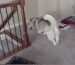 escalier Nouvelle maison, un chien découvre les escaliers