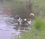 surprise Un chien fait une rencontre dans un étang