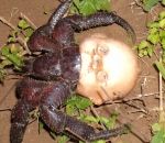coquille poupee Un crabe avec une tête de poupée