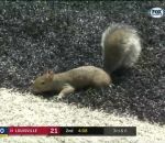 football terrain Un écureuil fait un touchdown