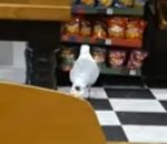 oiseau Un goéland vole un paquet de chips