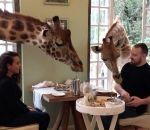 couple hotel Petit déjeuner avec des girafes