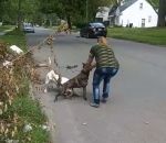 chien attaque Un pitbull protège sa maitresse de l'attaque d'un autre pitbull (Détroit)