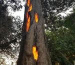 arbre feu Arbre en feu