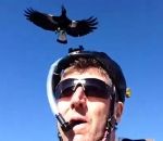 oiseau attaque pie Un casque de vélo contre les attaques de pies
