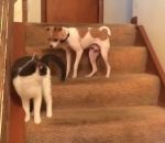 escalier chien Un chat appuie par accident sur le bouton turbo