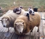 dos chat laine Des chats confortablement installés sur des moutons