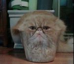transparent Un chat s'est installé dans un pot en plastique transparent 
