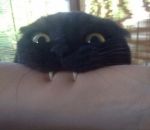 dent chat Un adorable petit vampire