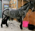 halloween squelette Un cheval prêt pour Halloween