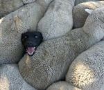 mouton berger chien Quand tu as menti sur ton CV en mettant que tu avais de l'expérience en tant que chien de berger