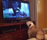 reaction chien Un chien veut sauver Leonardo DiCaprio dans The Revenant