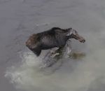 lac Combat entre un orignal et un loup filmé par un drone