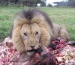 nourriture L'heure du repas pour des lions