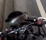 sauvetage route motard Un motard sauve la vie d’un chaton