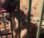 cage lion joueur Le rugbyman Scott Baldwin caresse un lion et se fait mordre