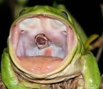 grenouille cri Un serpent dans la gueule d'une grenouille crie à l'aide !