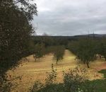 verger Le sol d'un verger recouvert de pommes après une tempête (Irlande)