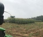 moissonneuse-batteuse fuite Surprise dans un champ de maïs