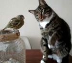 chat caresse Un chat caresse gentiment un oiseau