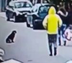 camera femme voleur Un chien errant protège une femme d'un vol à l'arraché (Monténégro)
