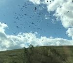 vol voiture Des oiseaux filmés en slowmotion depuis une voiture (Floride)