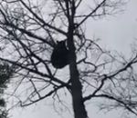 ours homme chasseur Un ours dans un arbre fait caca sur un chasseur