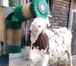 brosse toilettage Une vache prend son pied avec une brosse (Suisse)